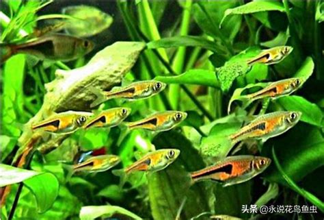 哪一種魚最好養|12種養不死的觀賞魚都有哪些？新手都可以輕鬆養好的是哪些魚？。